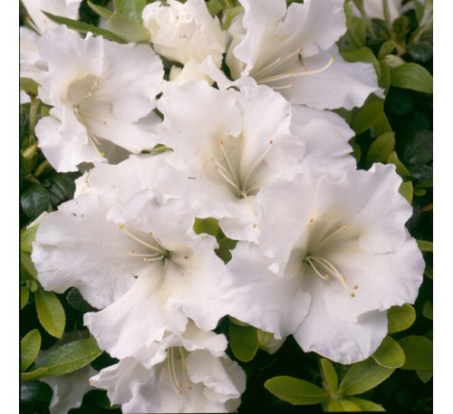 Азалия  японская Плезент Вайт (Pleasant White) С2, 2,5года